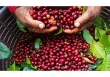 Thị trường nông sản tiếp tục có một phiên giao dịch ảm đạm
