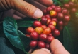 Thị trường nông sản lo ngại Fed thắt chặt chính sách tiền tệ