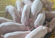 Giá heo hơi 27/10: Miền Nam giảm 1.000 đồng/kg