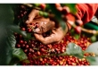 Giá cà phê trong nước tăng 800 đồng/kg, thế giới sụt giảm