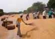 Chuyên gia: Các nhà lãnh đạo Đông Nam Á phải quan tâm hơn đến chính sách lương thực