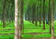 Cao su Đồng Phú bất ngờ hủy quyết định tạm ứng cổ tức 20%