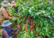 Cao su Việt Nam còn gặp nhiều khó khăn trong việc thâm nhập thị trường Mỹ, Nhật Bản, châu Âu