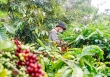 Thị trường nông sản 'lao dốc' khi giá các mặt hàng liên tục giảm kịch sàn