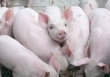 Giá heo hơi hôm nay 26/12: Mức giá ca nhất 55.000 đồng/kg