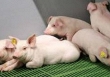 Heo hơi vẫn duy trì giá cũ, chờ đợi Trung Quốc nới lỏng biên giới
