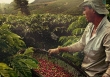 Giá cà phê thế giới đồng loạt giảm, hoài nghi trước động thái của Fed