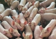 Giá heo hơi ở miền Bắc thấp nhất cả nước