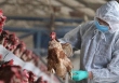 TP.HCM chỉ đạo khẩn tăng cường phòng chống cúm A (H5N1)