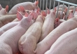 Giá heo hơi hôm nay 6/3: Giao dịch tốt hơn, giá heo hơi vẫn chỉ quanh mức 50.000 đồng/kg