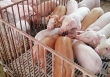 Giá heo hơi 3/4: Miền Bắc duy trì đà tăng
