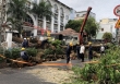 Cây xanh trường học ở TP.HCM bật gốc, ngã đè vào phụ huynh