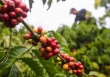 Giá cà phê tăng mạnh trong tuần qua, trong nước chạm ngưỡng 50.000 đồng/kg