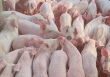 Giá heo hơi hôm nay 14/4: Giá heo hơi miền Bắc tăng thêm