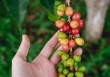 Thị trường nông sản 18/4: Cà phê giữ mức trên 50.000 đồng/kg, cao su biến động trái chiều