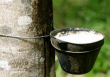 Hà Lan tăng lượng cao su nhập từ Việt Nam