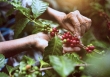Giá nông sản 5/5: Thị trường tiêu sôi động, cà phê, cao su giảm