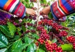 Thị trường nông sản 15/5: Giá cà phê trong nước tăng mạnh 1.500 đồng/kg