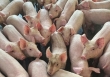 Giá heo hơi hôm nay 19/5: Mỗi ngày tăng 1.000 đồng/kg