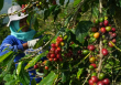 El Nino sẽ khiến giá cà phê robusta Việt Nam và  Indonesia tiếp tục tăng cao