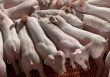 Giá heo hơi hôm nay 28/6: Miền Bắc có giá 65.000 đồng/kg