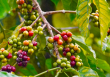 Thị trường nông sản 5/7: Giá cà phê robusta tăng mạnh