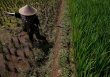 Indonesia chuẩn bị 500.000 ha trồng lúa để đảm bảo dự trữ gạo trước hạn hán kéo dài