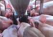 Giá heo hơi 7/8: Miền Bắc lên 65.000 đồng/kg