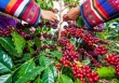 Thị trường nông sản đồng loạt giảm