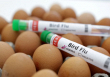 Mexico tuyên bố không còn cúm gia cầm H5N1