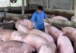 Giá heo hơi hôm nay 6/10: Các công ty chăn nuôi lại giảm giá heo thịt