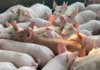 Giá heo hơi hôm nay 9/11: Một số doanh nghiệp giảm giá heo xuống dưới 50.000 đồng/kg