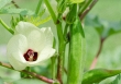 Hoa đậu bắp - tưởng bỏ đi nhưng lại là thần dược chống ung thư