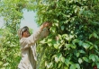 Giá tiêu hôm nay 11/12: Dao động từ 75.000 - 77.000 đồng/kg