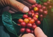 Giá cà phê hôm nay 11/12: Dao động 59.700 - 60.600 đồng/kg