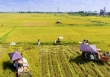 Ngành nông nghiệp tiếp tục là 'trụ đỡ' của nền kinh tế