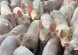 Giá heo hơi hôm nay 23/12: Giá heo mỗi ngày tăng 1.000 đồng/kg