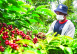 Giá cà phê hôm nay 2/1: Đồng loạt giảm
