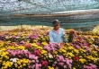 Nhộn nhịp thị trường hoa, cây cảnh phục vụ Tết