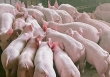 Giá heo hơi hôm nay 30/1: Duy trì trong khoảng 54.000 – 59.000 đồng/kg