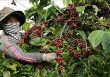 Giá cà phê hôm nay 2/2: Cao nhất 79.200 đồng/kg