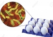 Những thực phẩm có nguy cơ nhiễm khuẩn salmonella cao, cần thận trọng khi tiêu thụ dịp Tết