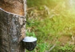Giá cao su hôm nay 7/3: Tăng nhẹ trên sàn châu Á