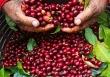 Giá cà phê hôm nay 25/3: Duy trì ở mức cao