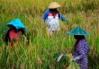 Khi El Nino tàn phá, người dân Indonesia chật vật với giá gạo cao kỷ lục