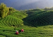 Trung Quốc lao vào cuộc chiến sản xuất trà ở dãy Himalay