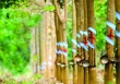 Giá cao su hôm nay 3/5: Biến động trái chiều