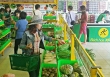 Bách Hóa Xanh chạm mốc doanh thu 2 tỷ đồng mỗi cửa hàng