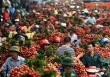 Trung Quốc thu hoạch 500.000 ha vải thiều, Việt Nam có lo?
