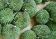 Giá thực phẩm ngày 29/6: Sầu Riêng Ri6 75.000 đồng/kg, Cái Mơn 70.000 đồng/kg
